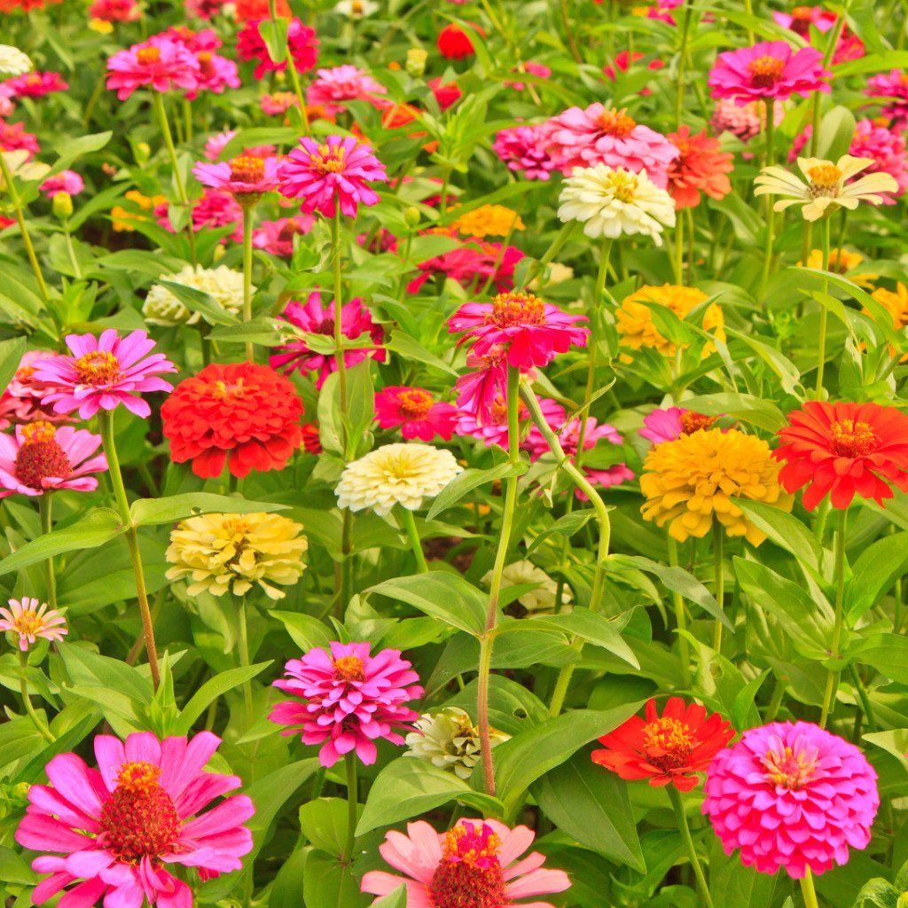 California Giants Zinnia Mix Seeds, Bright Colors, Cut Flowers, Stunning