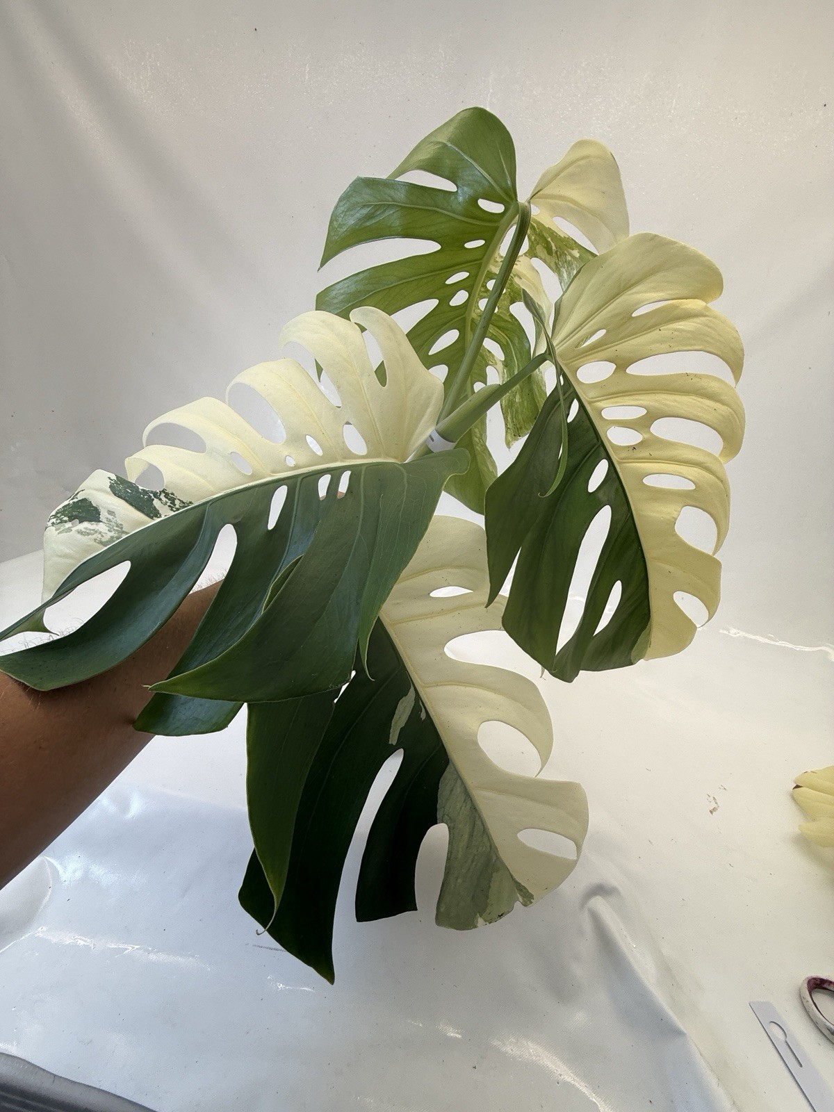 Monstera Albo top cutting EBAY-2606-103