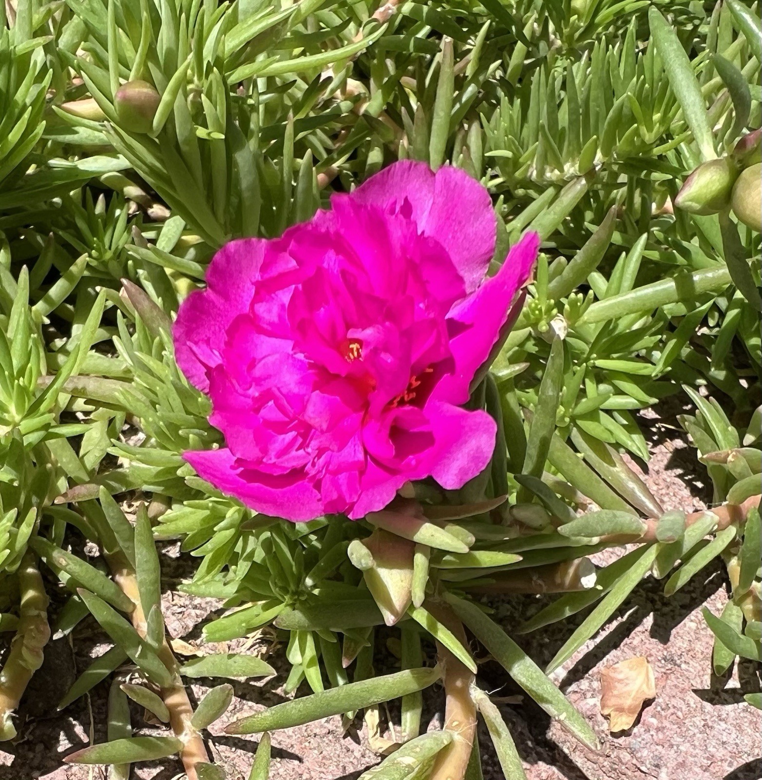 7 Cuttings Magenta Double Massive Bloom – Portulaca Moss Rose – US Seller