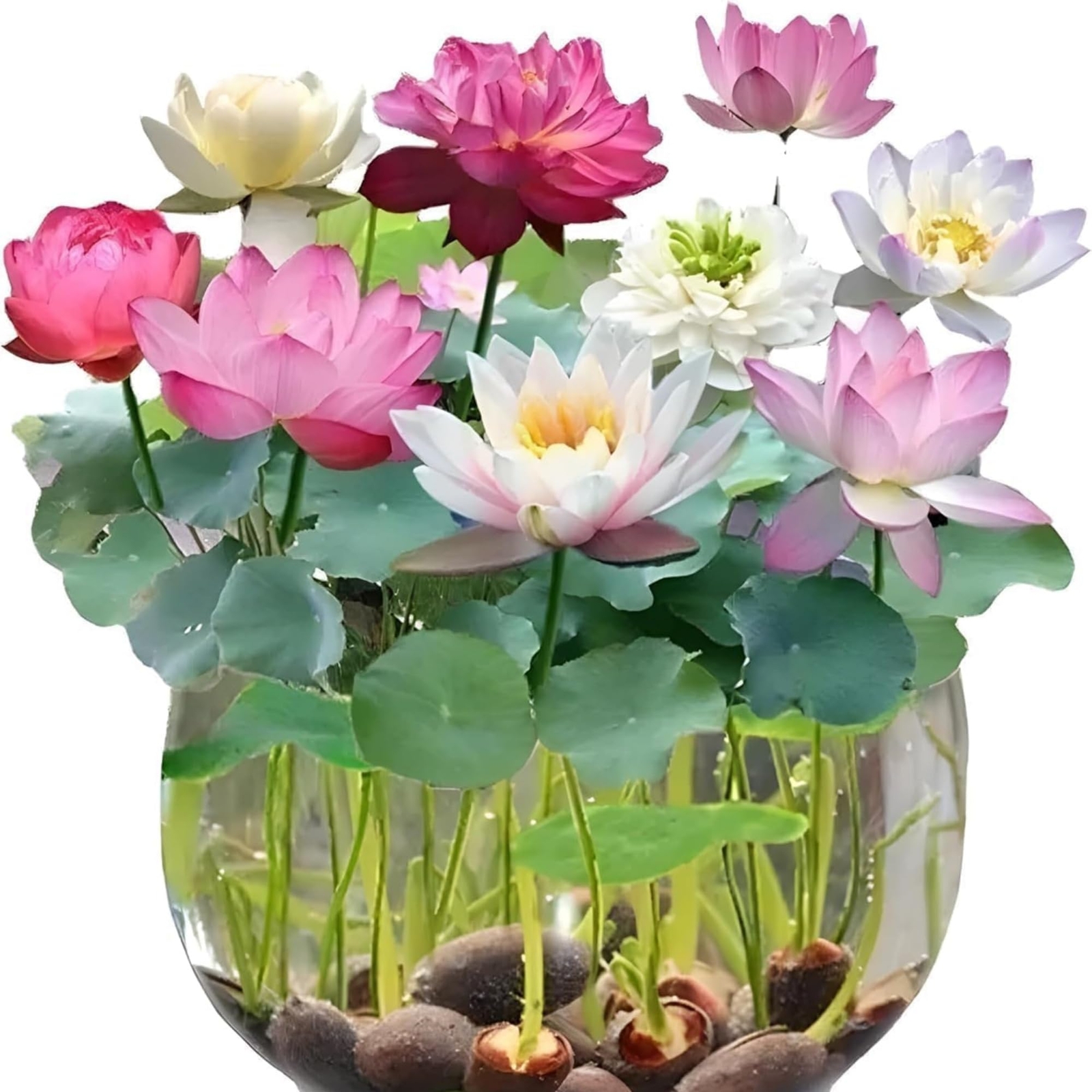 35 Pcs Lotus Seeds for Planting Bowl Lotus Seeds, Water Lily Flower Plants