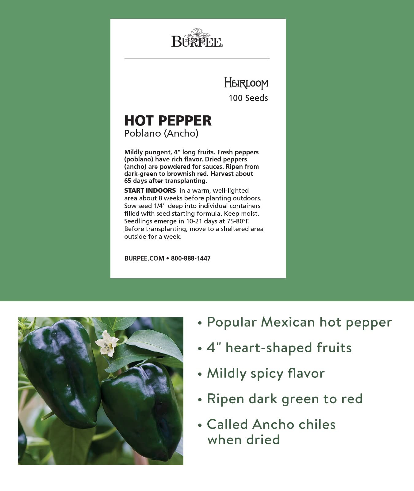 Poblano’ Ancho 4″ HeartShaped Dark Green to Red Peppers, 100 seeds