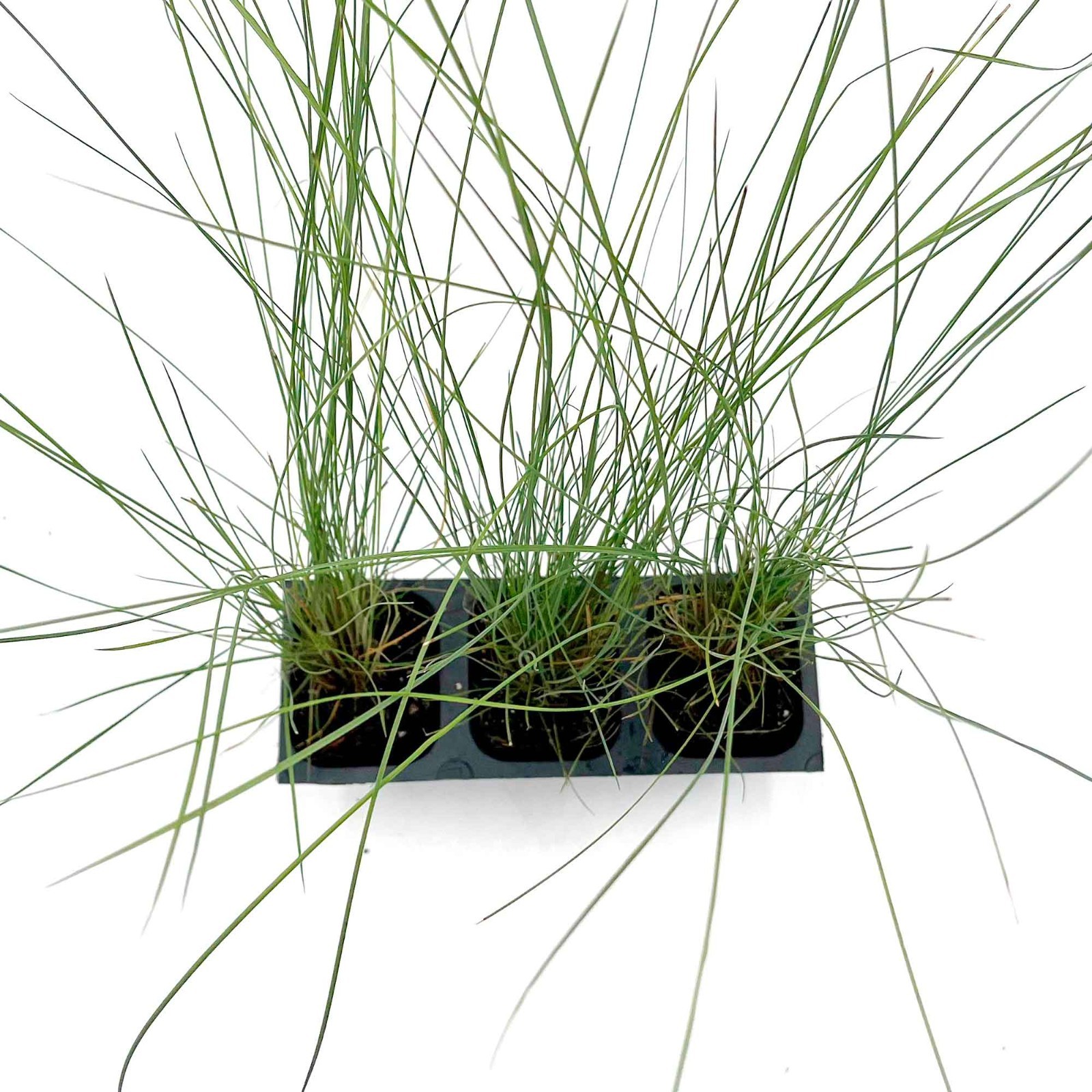Pink Muhly Grass (Muhlenbergia capillaris) in 2.5” Nursery Cubes, Live Plants