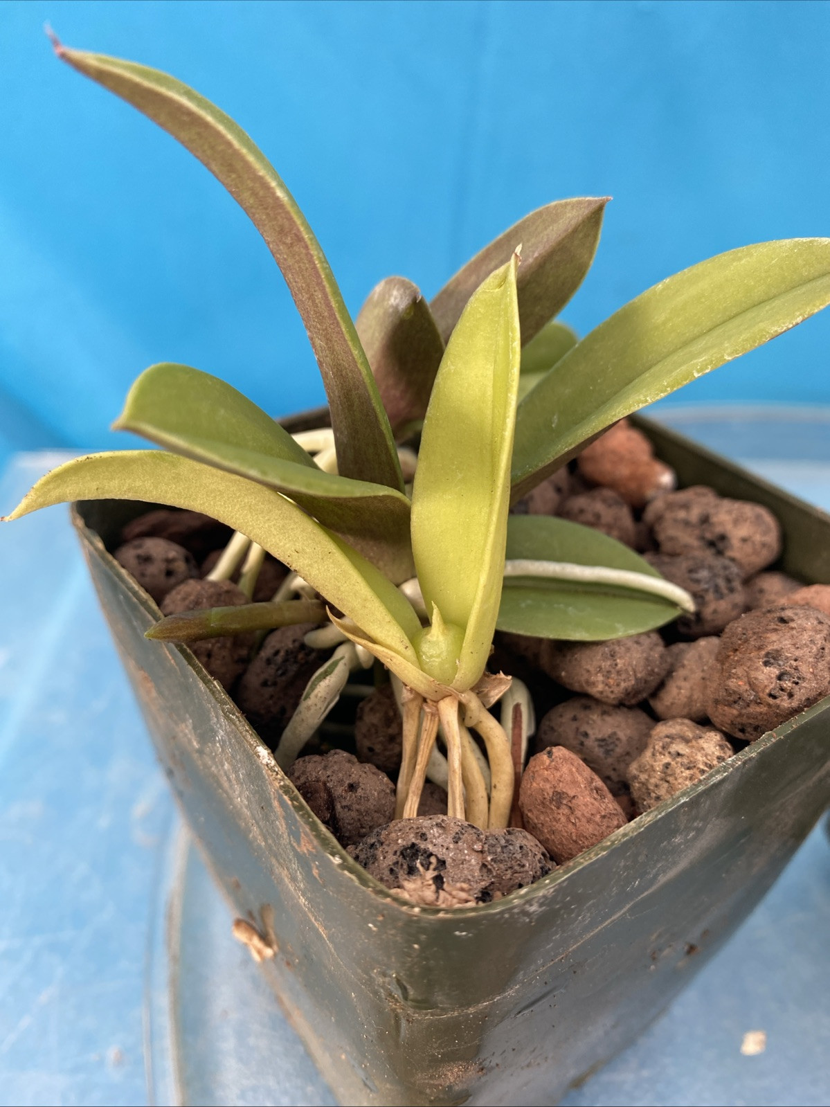Trichoceros muralis Striped Purple Amber Gold Orchid Species NEW GROWTH 4” Pot
