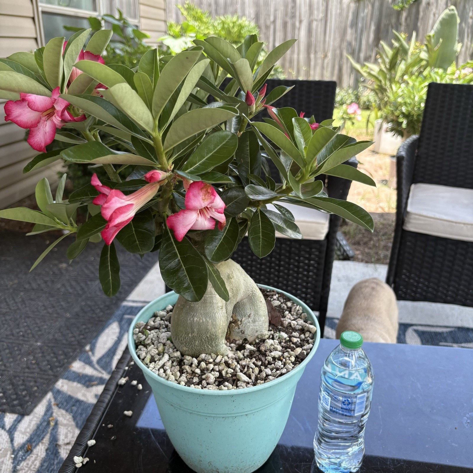 Adenium Obesum Desert Rose Seed Grown Short Stocky Pink Healthy