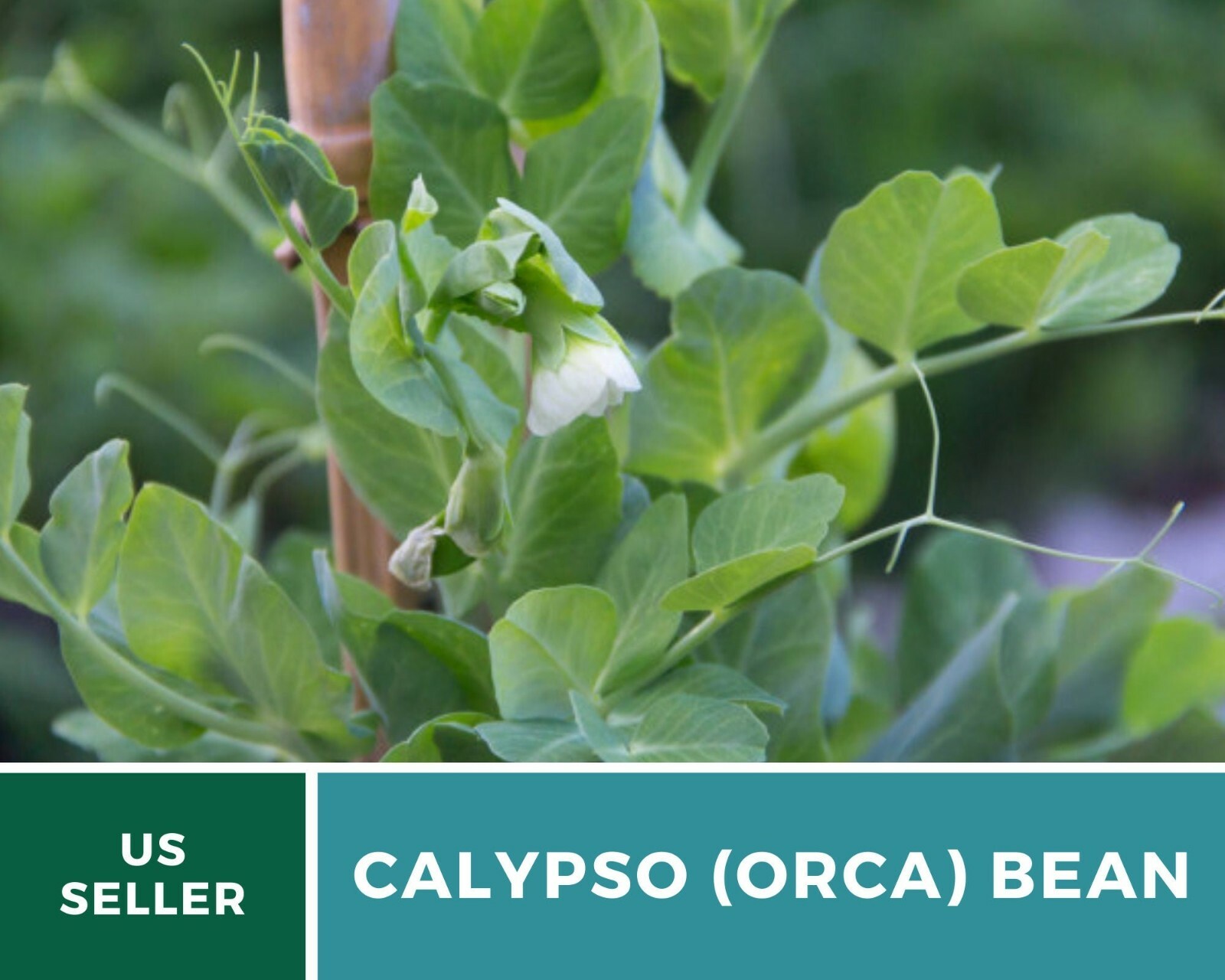 Bean, Calypso (Orca) – 25 Seeds, Bush, Heirloom Vegetable (Phaseolus vulgaris)