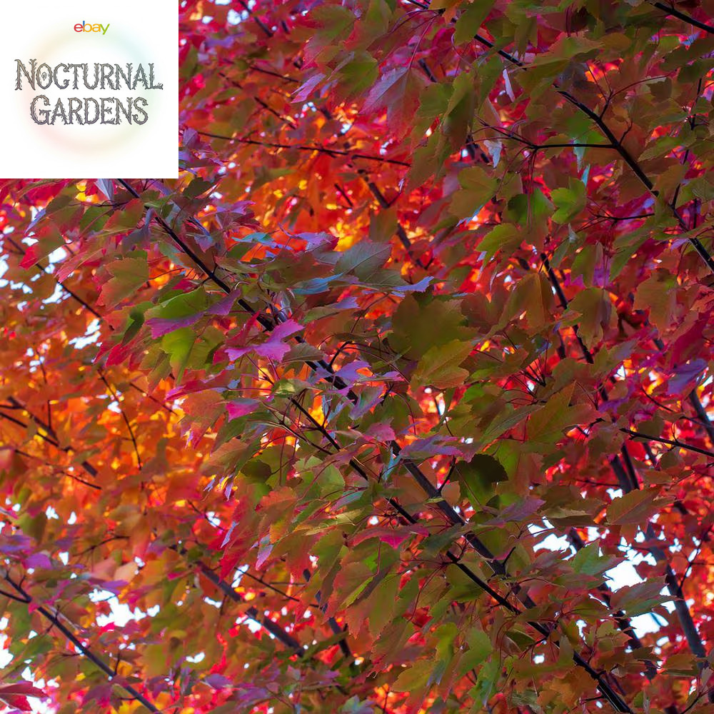 5 Gal. October Glory Maple Tree (2-Pack)