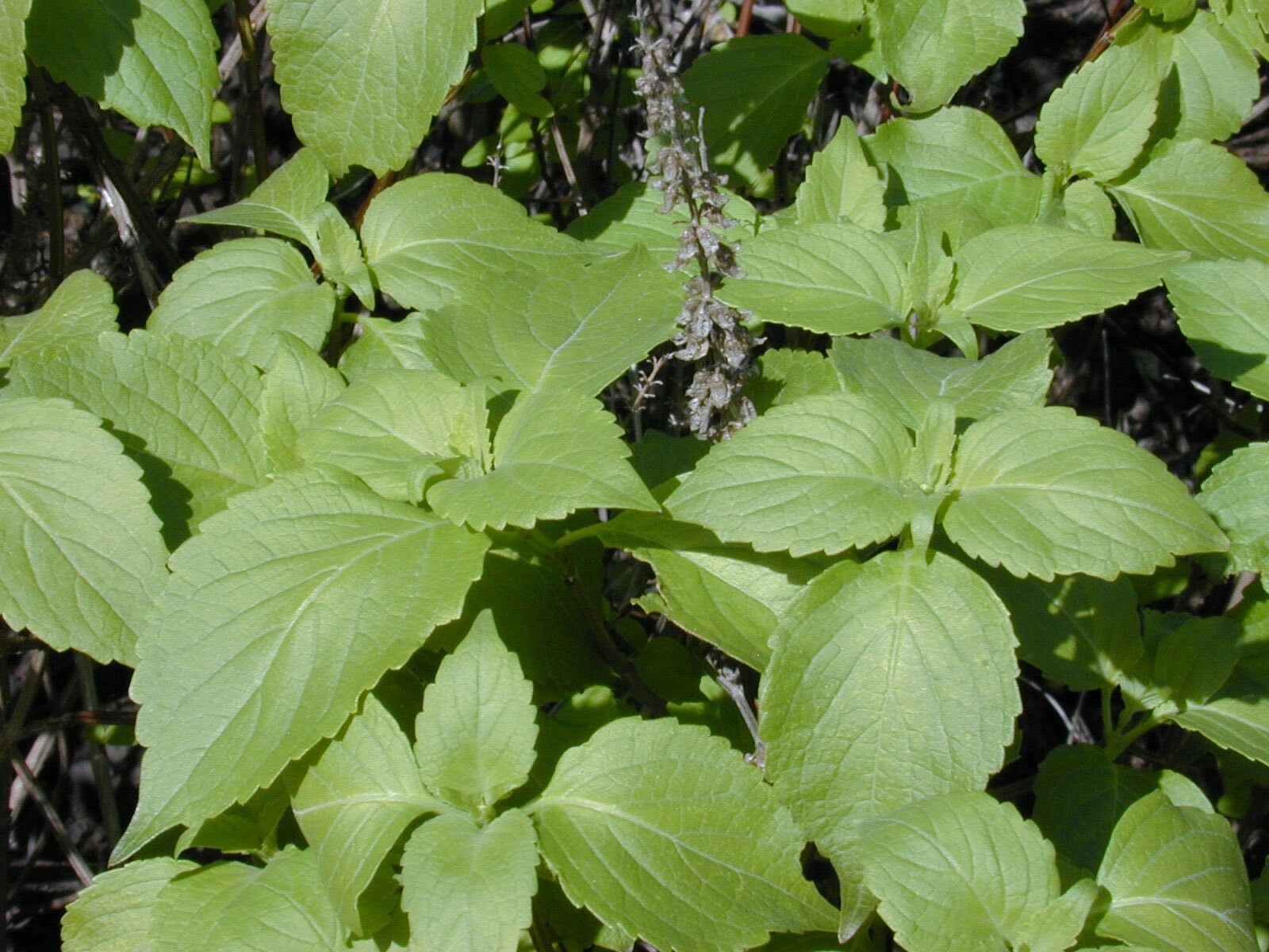 Ocimum gratissimum | West African Wild Clove Basil | 50_Seeds