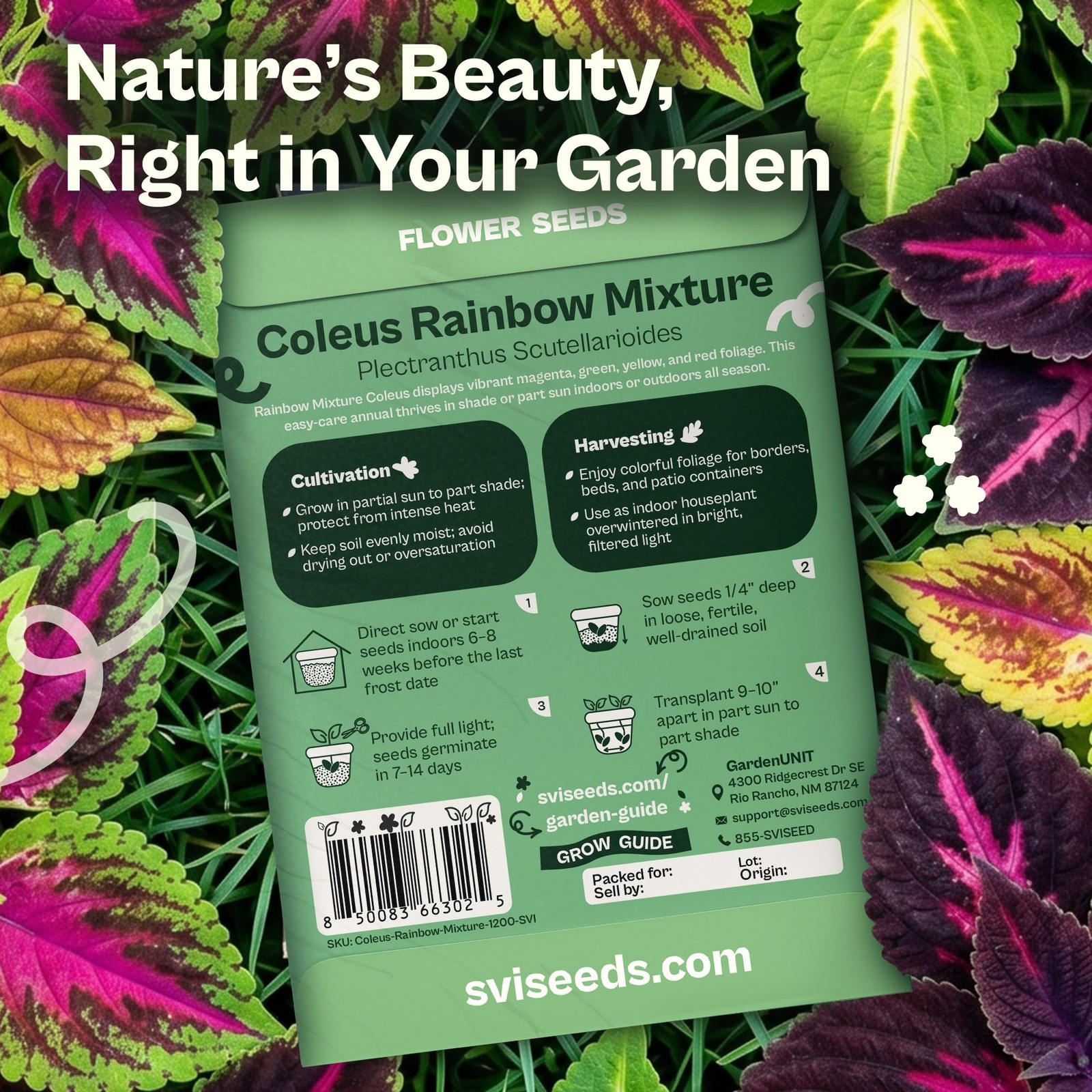 SVI 1200 Rainbow Coleus Seeds (Plectranthus Scutellarioides) – Painted Multi