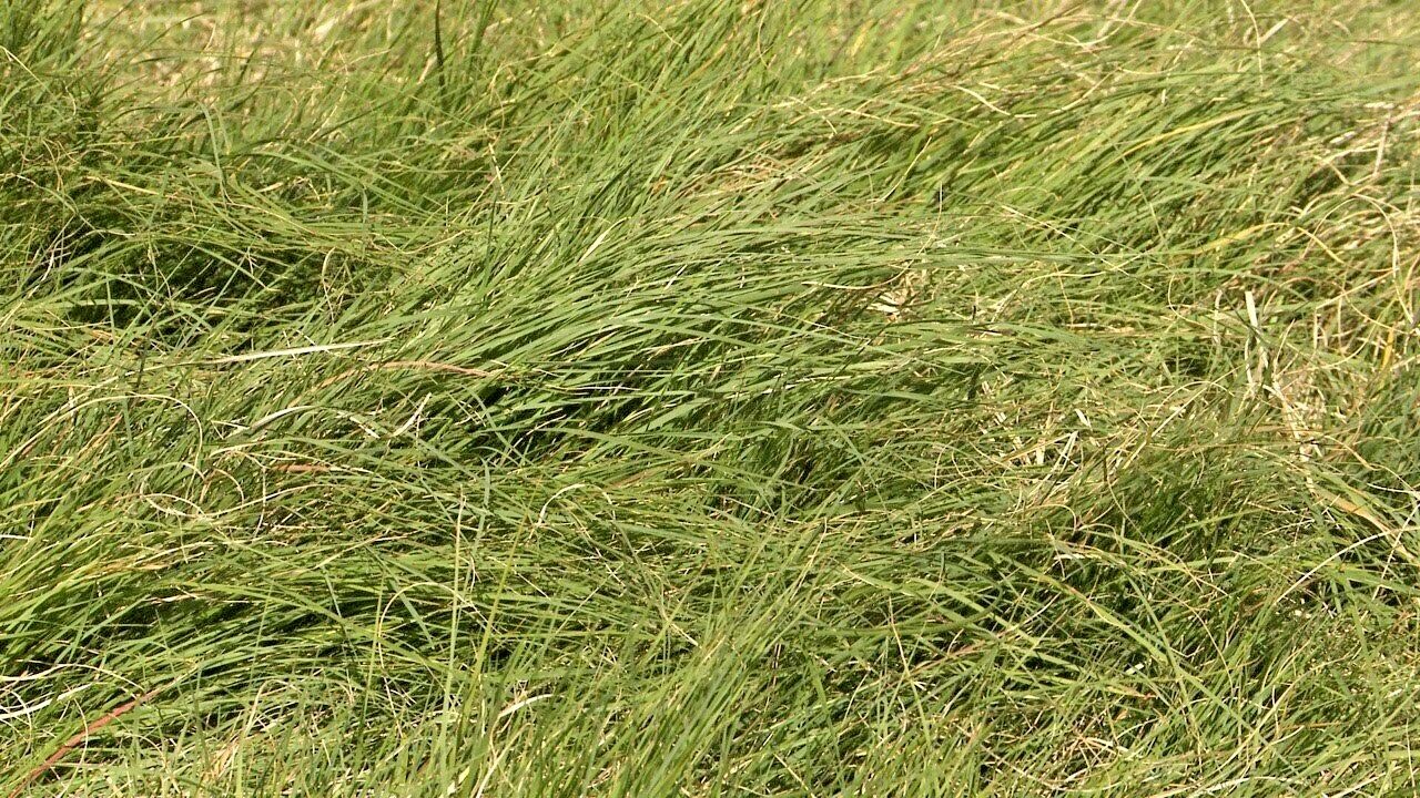 1000+BLUE GRAMA Seeds Native Prairie Grass Drought Poor Soils Low Maintenace
