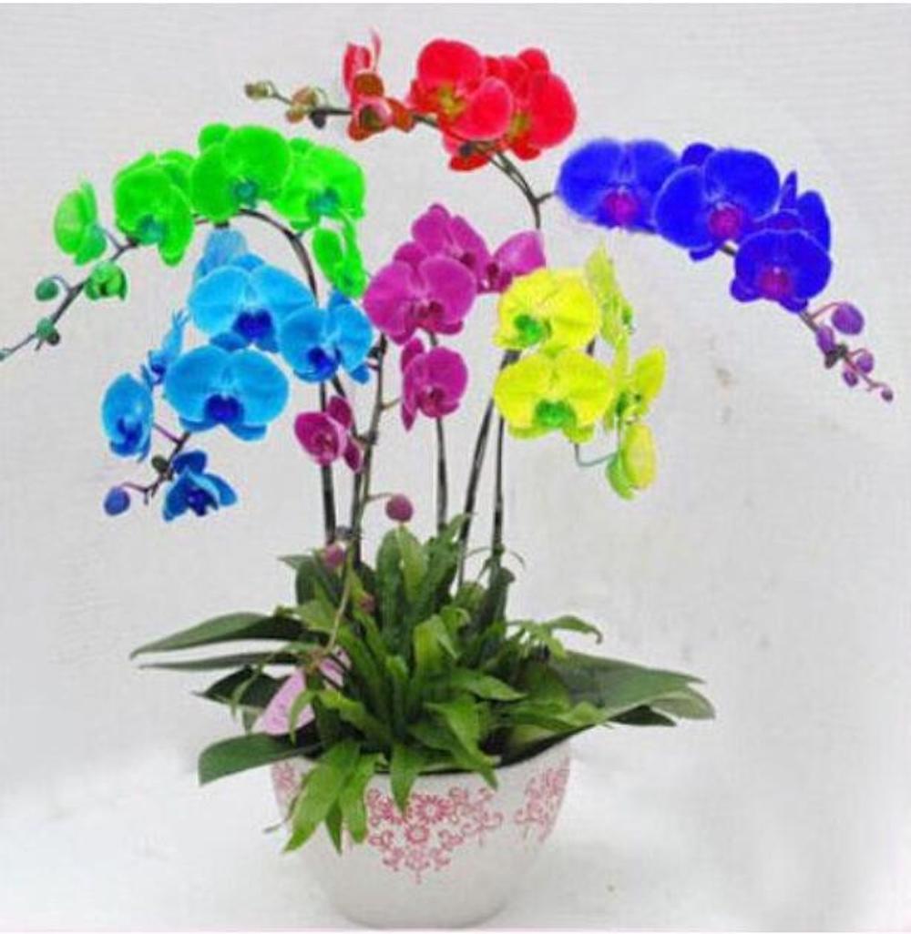 (10) ORCHID SEEDS rare exotic flower bloom for house plant USA SELLER W/TRACK