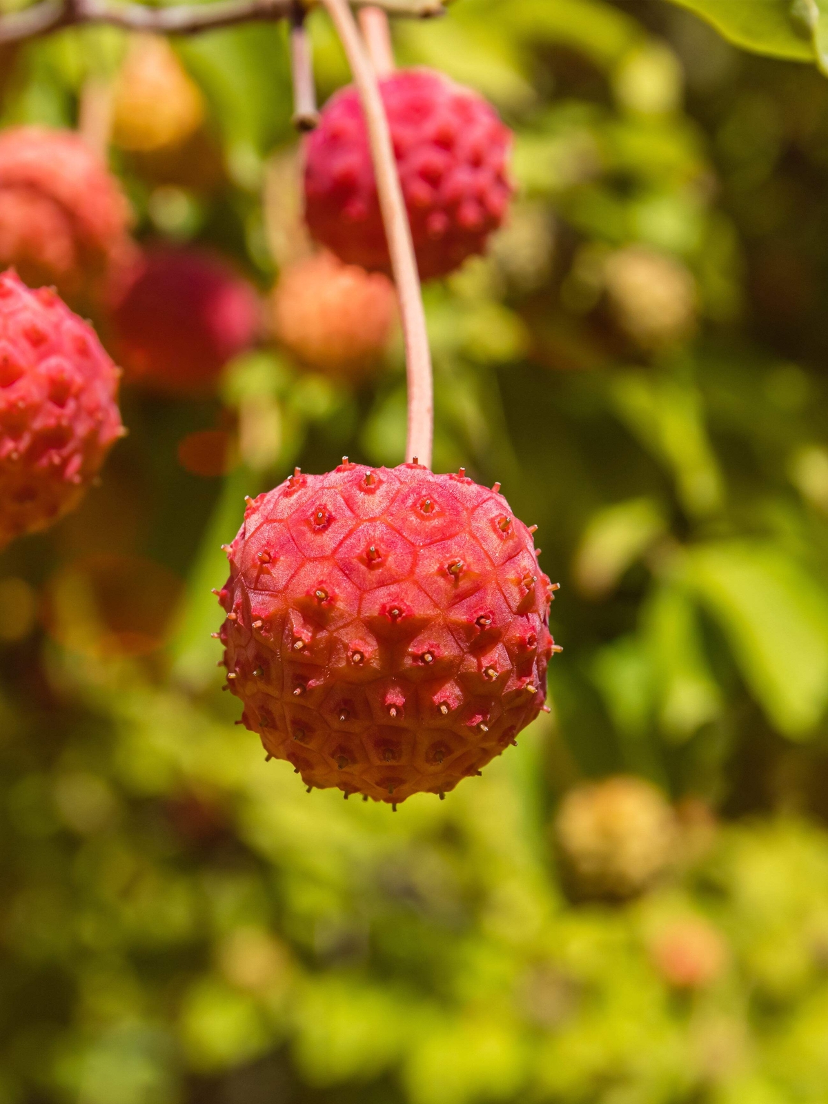 20 HIMALAYAN DOGWOOD / STRAWBERRY Tree White & Pink Flower Red Fruit Seeds