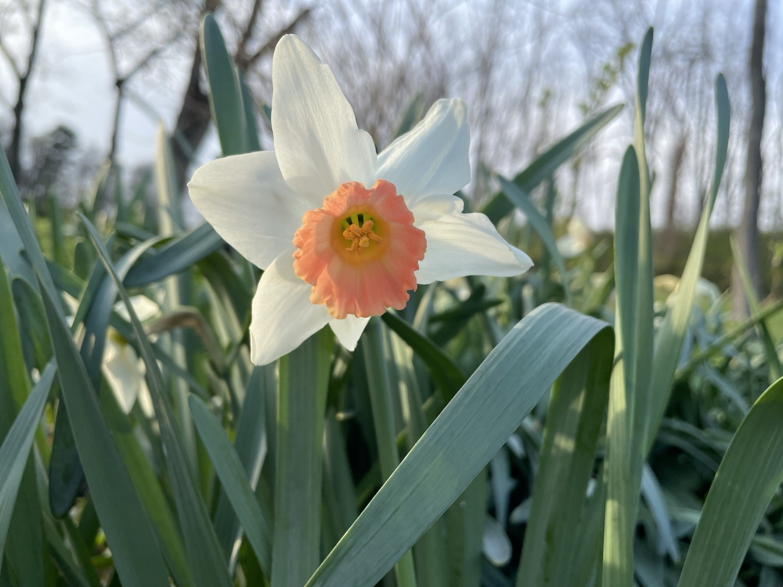 5-Rinus Rim Mix Daffodil Bulbs for Planting- Narcissus