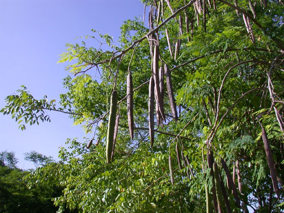 Moringa oleifera rare flowering drumstick tree bonsai exotic plant seed 15 seeds