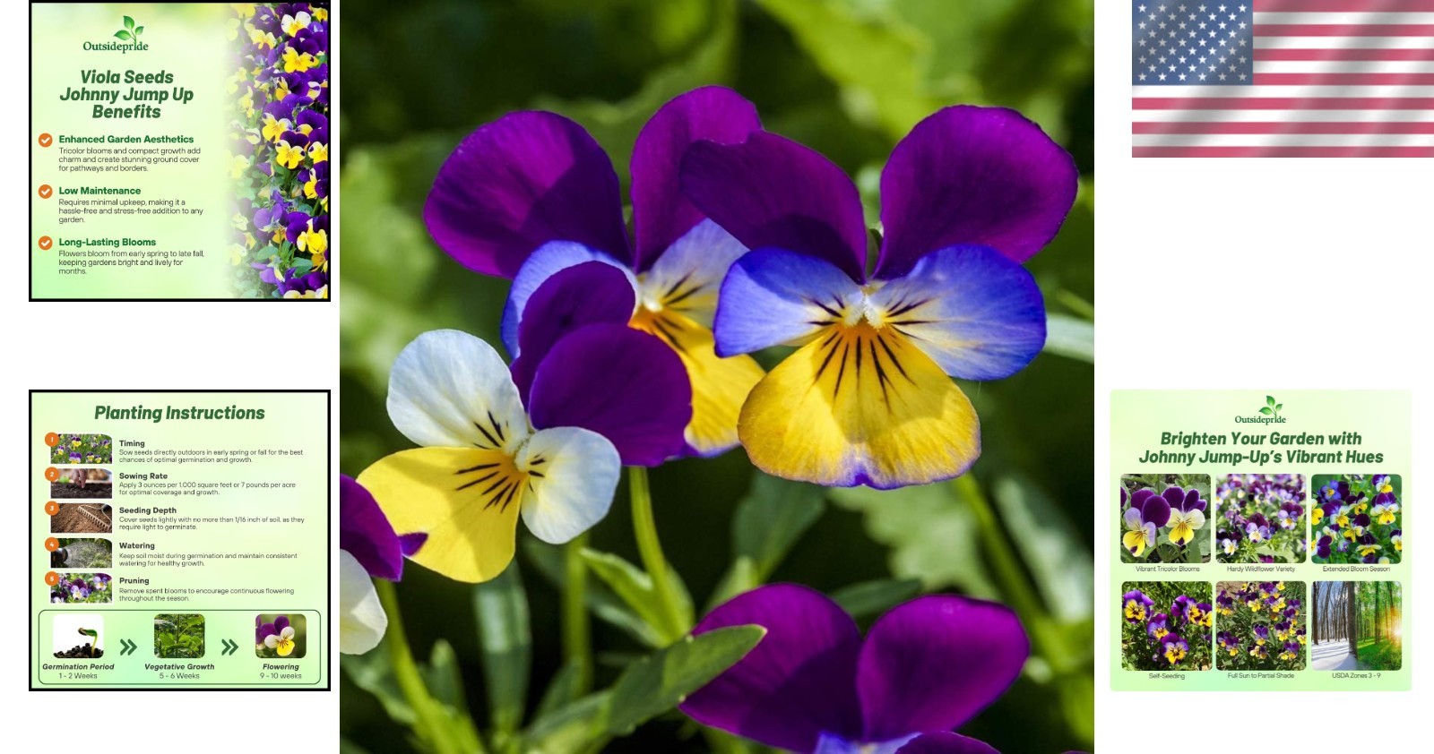 Seasonal Beauty: 5000 Johnny Jump Up Viola Seeds for Spring to Fall Blooms