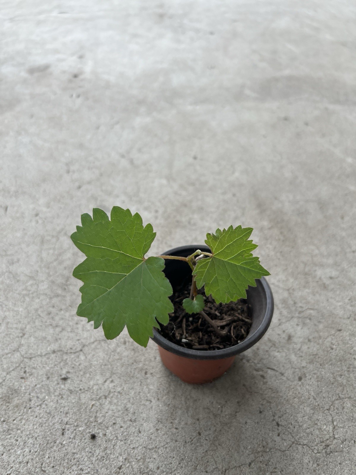 Kyoho Grape With Pot 6” Seedling Live Plant Ready To Plant
