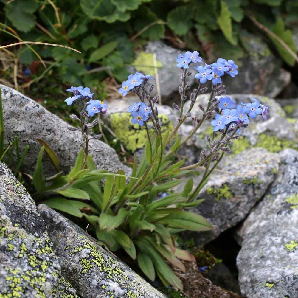5000 Seeds Blue Forget Me Not Myosotis Seed For Planting – Alpestris Blue