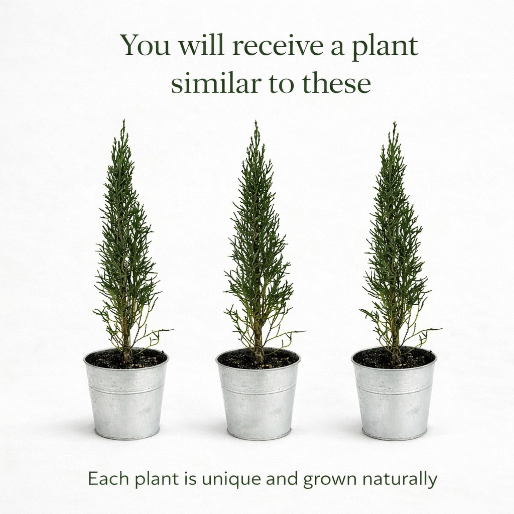 Tiny Tower Italian Cypress 2 4 6 8 Pack Live Plants 12–18” Tall Narrow Upright
