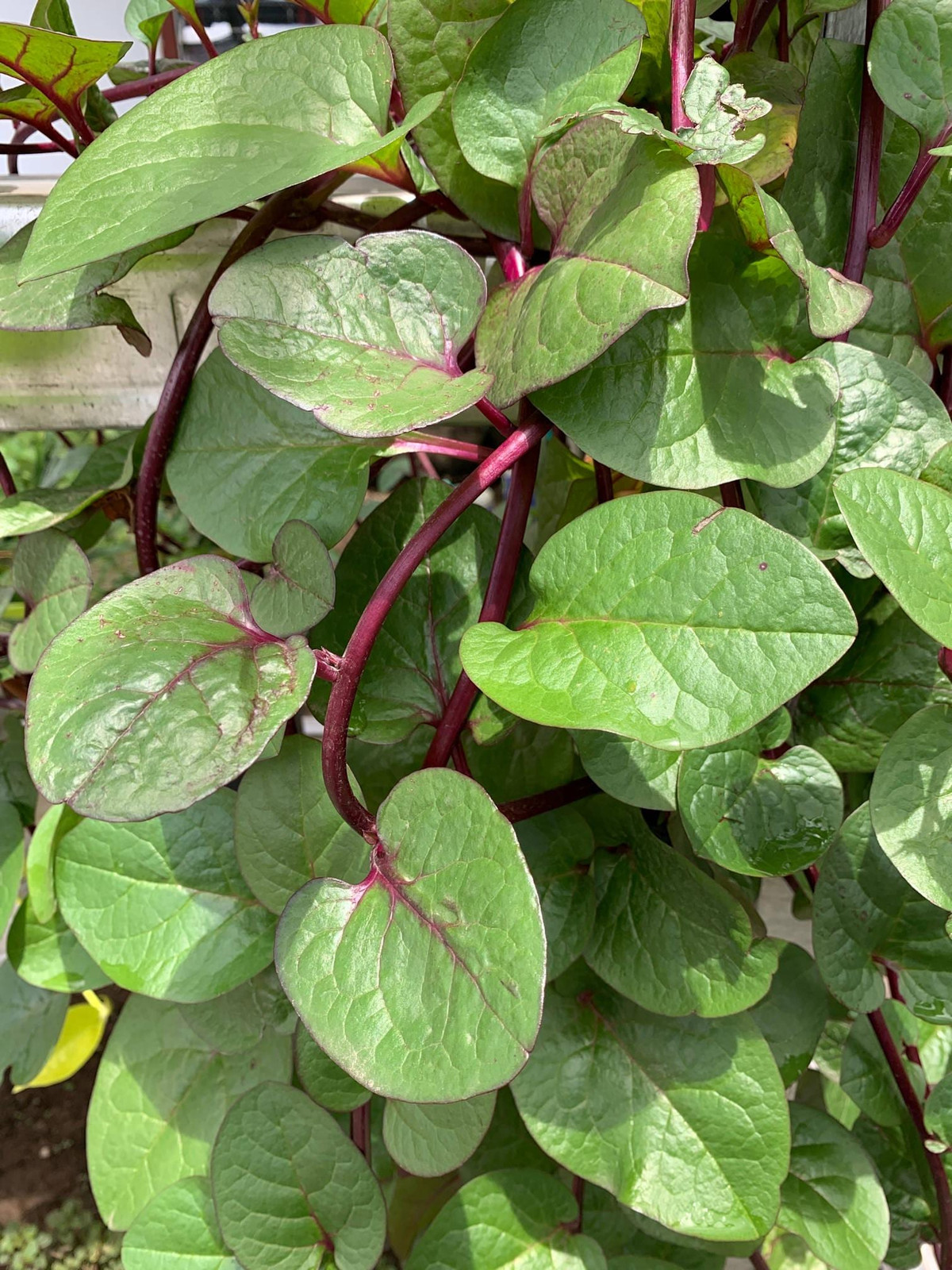 Red Stem Malabar Spinach Seeds Basella alba “rubra” Plant, Non-GMO, Vegetable,