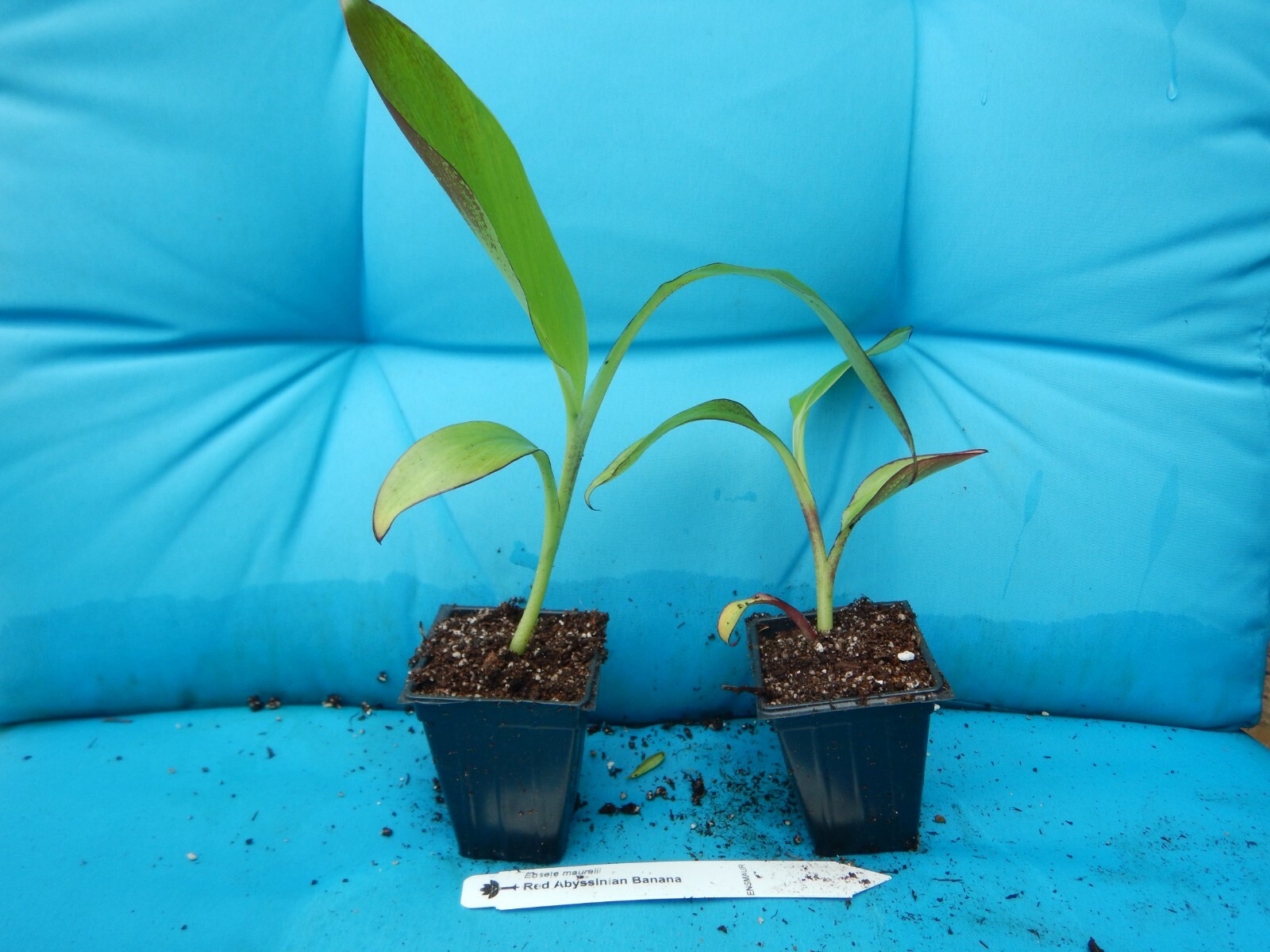 **RED ABYSSINIAN**Ensete Maurelii**AKA False Red Tropical Musa Banana Tree**USA*