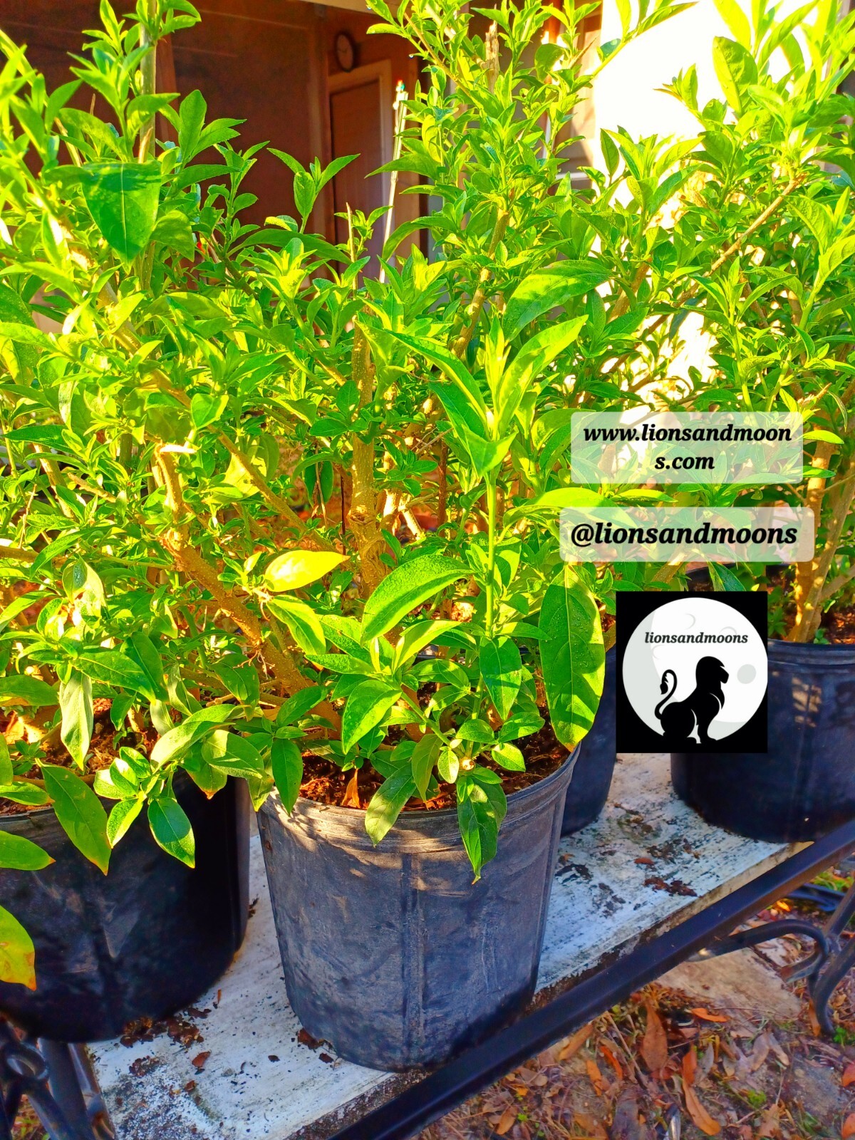 Night Blooming Jasmine Live Plant 1 Gallon ! Small Tree 3-4ft Bonsai Style Bush