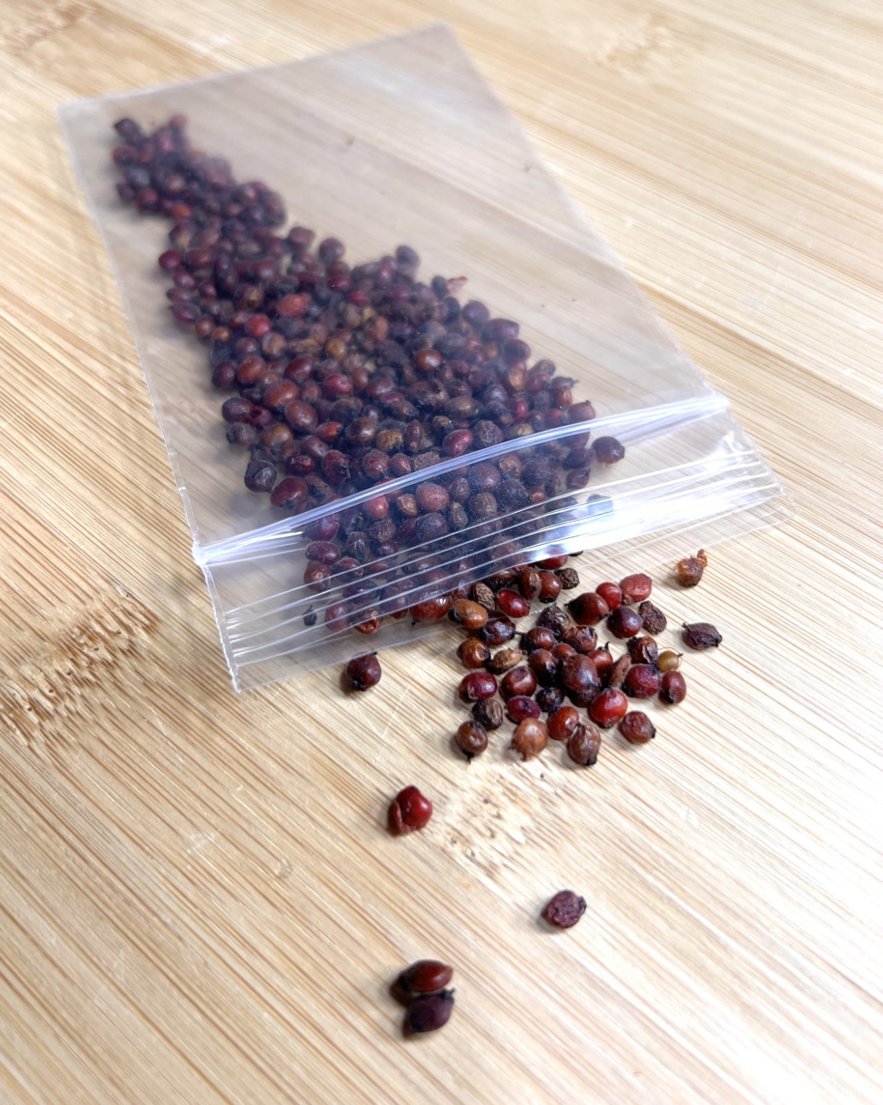 200 Winged Sumac Seeds (Rhus copallinum) Flameleaf/Shining Sumac – Zones 4-9 USA