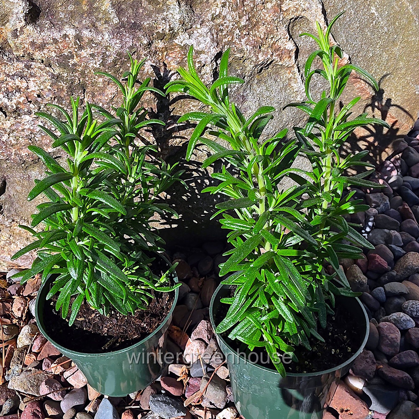Rosmarinus officinalis, Tuscan Blue, Rosemary, Herb, Kitchen, Fragrant, Drying