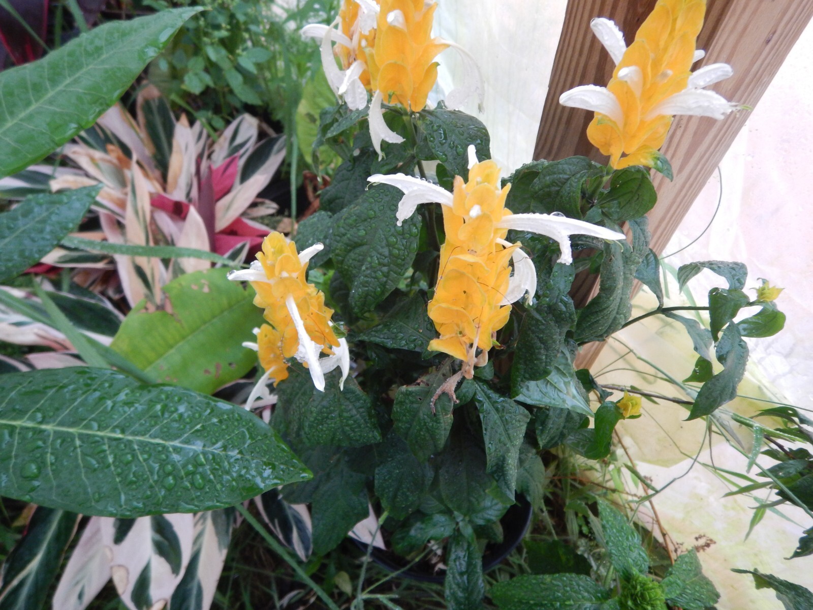GOLDEN SHRIMP PLANT~~ Justicia brandegeana, Pachystachys Lutea,~~STARTER PLANT!!