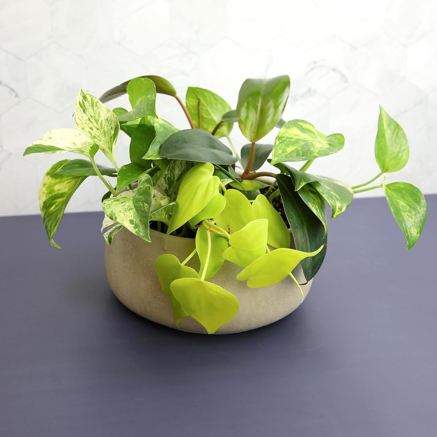Pothos & Philodendron 6-Pack – Live Indoor House Plants]