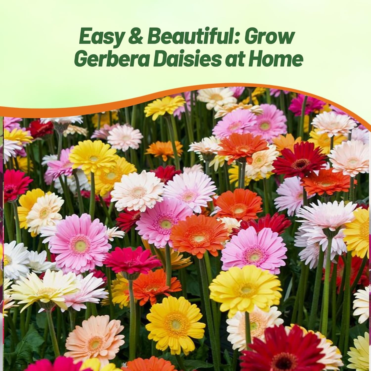 100 Seeds Gerbera Seeds For Planting | Perennial Gerbera Flower Seed Mix