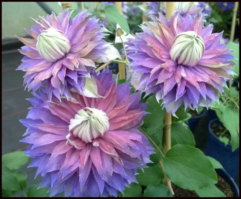 25 Clematis Seeds Flower Seed Perennial Flowers Vine Climbing “Sammi Jo”