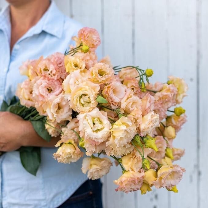 20 Voyage 2 Champagne Lisianthus Flower Seeds for Planting – Pelleted Seed