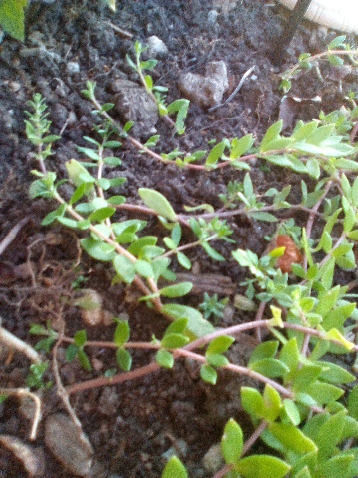 Cold Hardy SEDUM Vintage Gold Carpet 25×Stem Live Plant Stonecrop Ground Cover