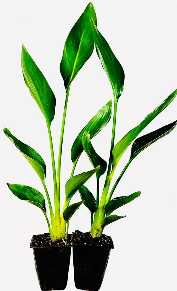 GIANT WHITE~Bird of Paradise~Strelitzia Nicholai~ROOTED PLANT~10-12 Inches Tall