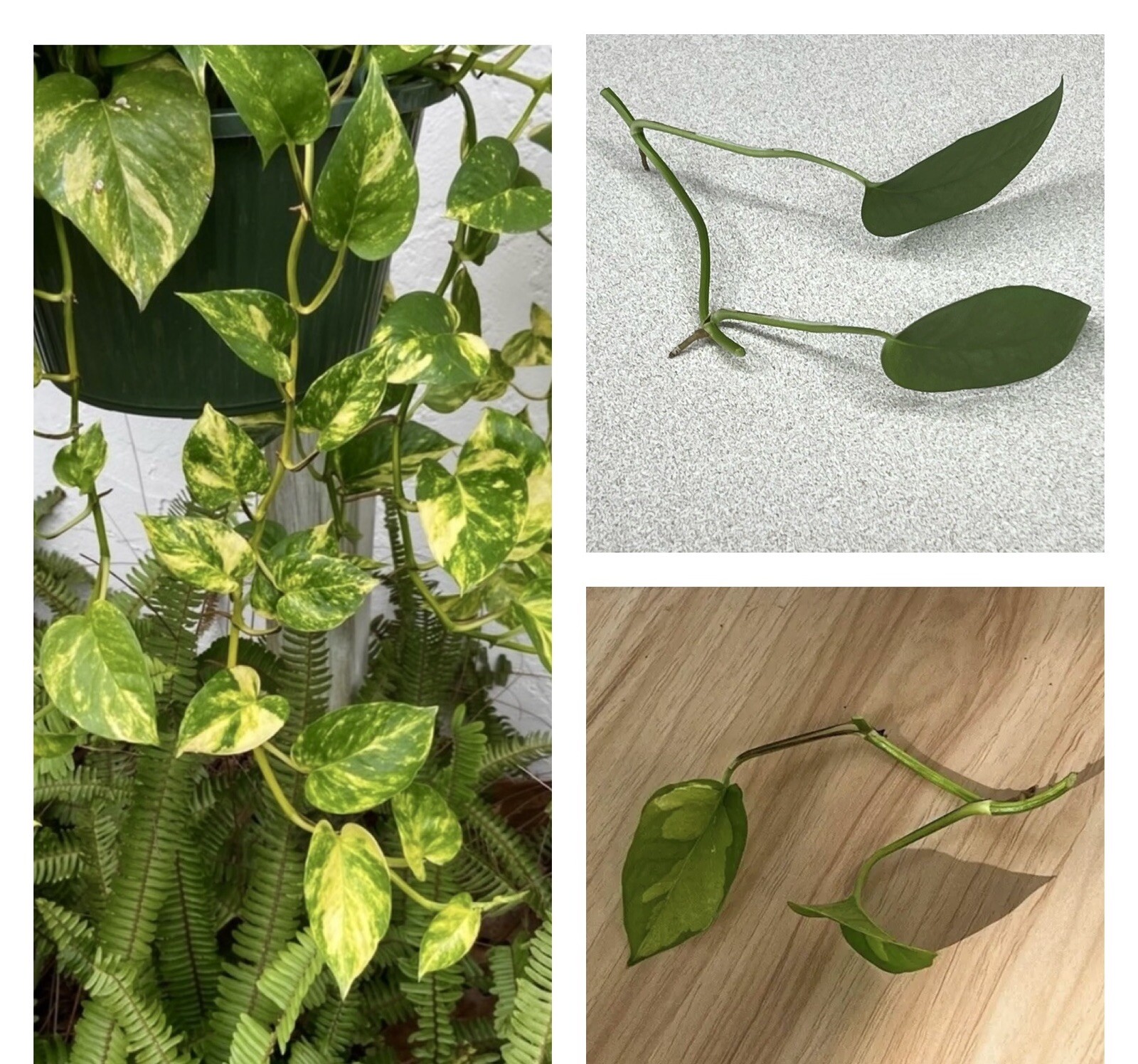 Lot of 3 Golden, Cebu Blue, Global Green Pothos 2 Leaf 2 Nodes UNROOTED CUTTINGS