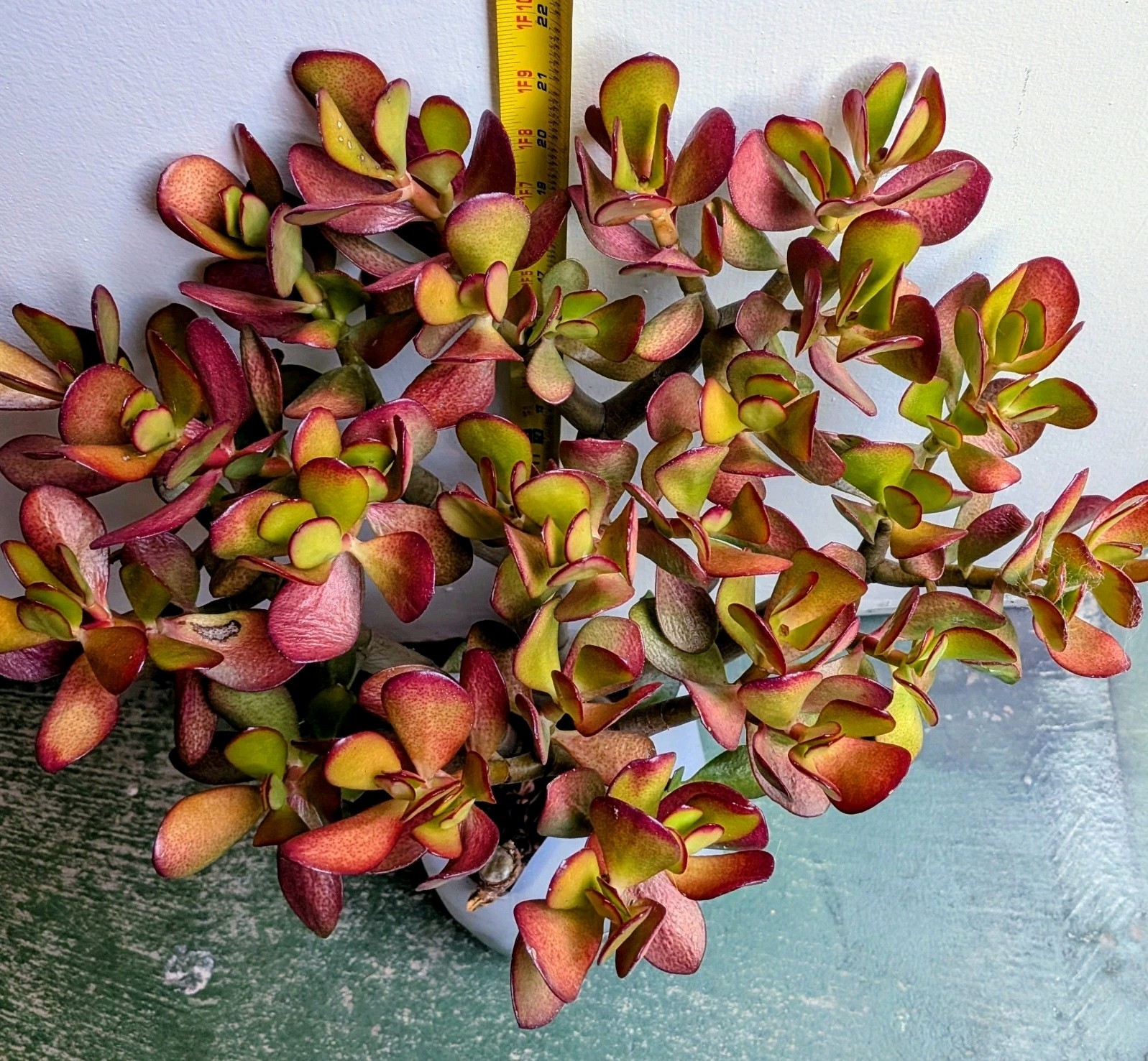Semi-Stressed Crassula Ovata 3 Yrs-Old Jade Plant Stump @Door Pick Up *Zip 94538