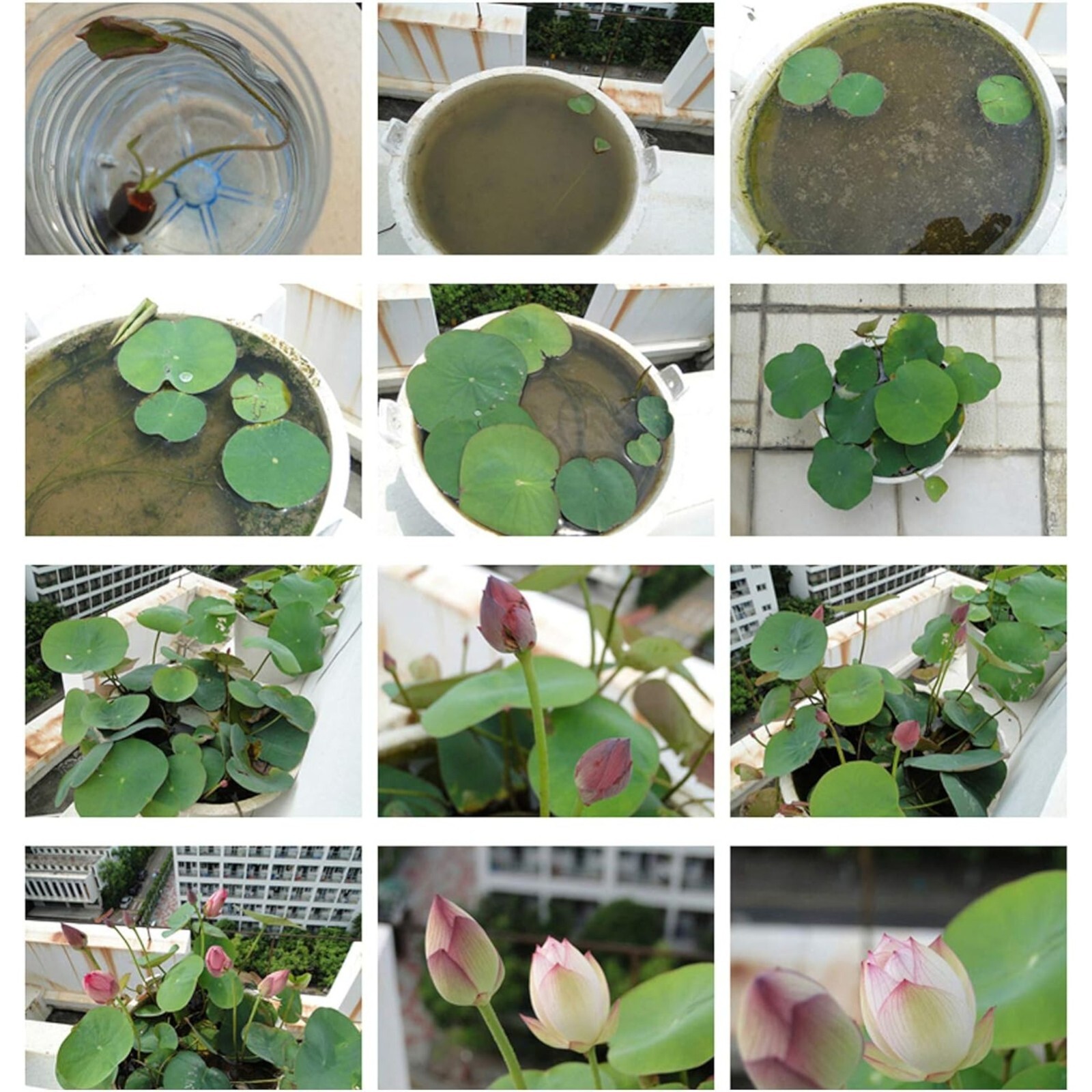 10pcs Lotus Seeds Mixed Color Bonsai Bowl Lotus Indoor Outdoor Aquatic Gardens