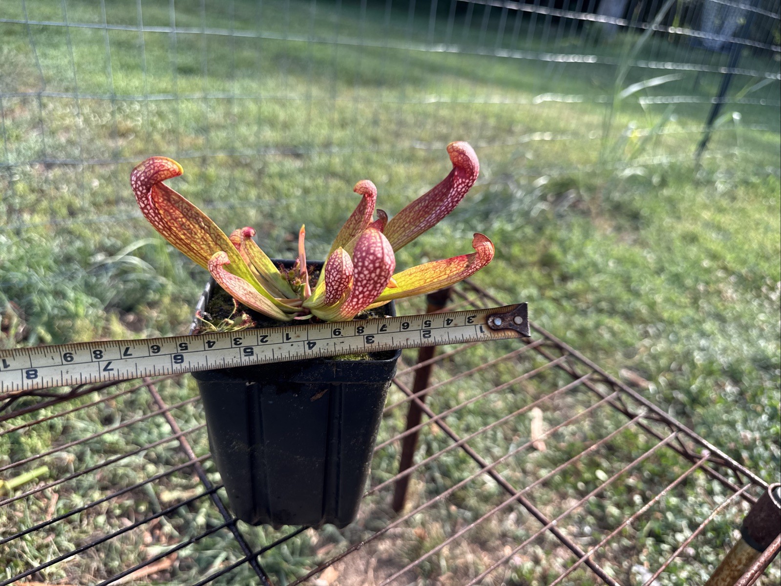 SARRACENIA X FORMOSA “NASSAU CO, FL”. RARE. 4-6” SIZE