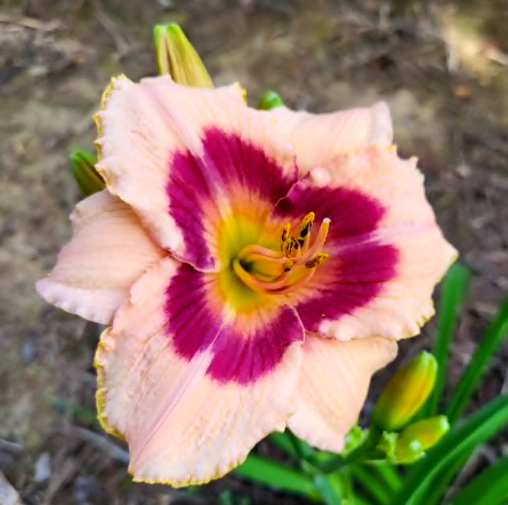 Wineberry Candy Daylily Re Blooming Two Large Mature Blooming Size Fans
