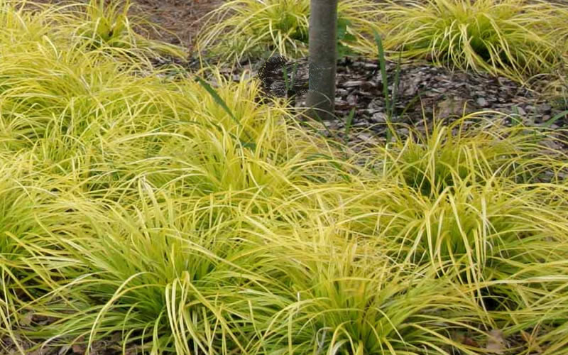 Carex Everillo Sedge 15 Plants in 3-1/2 inch Pots