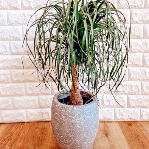 Ponytail Palm Tree Seeds (Beaucarnea recurvata) Elephant Foot Indoor House Plant