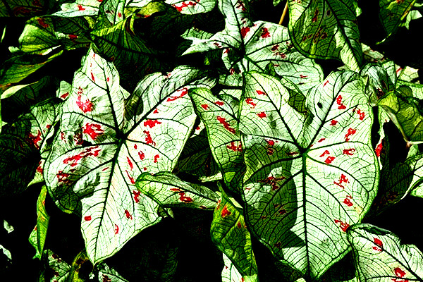 Caladium Bulbs Strawberry Star 4 Bulbs from Florida Plantation