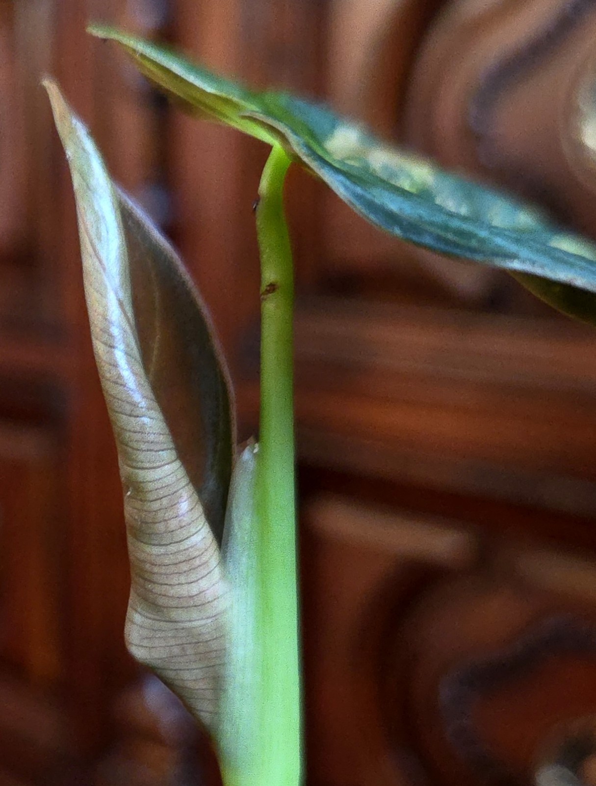 Rare Philodendron Variegated Melanochrysum 14″ Tall Not Anthurium Aroid Monstera