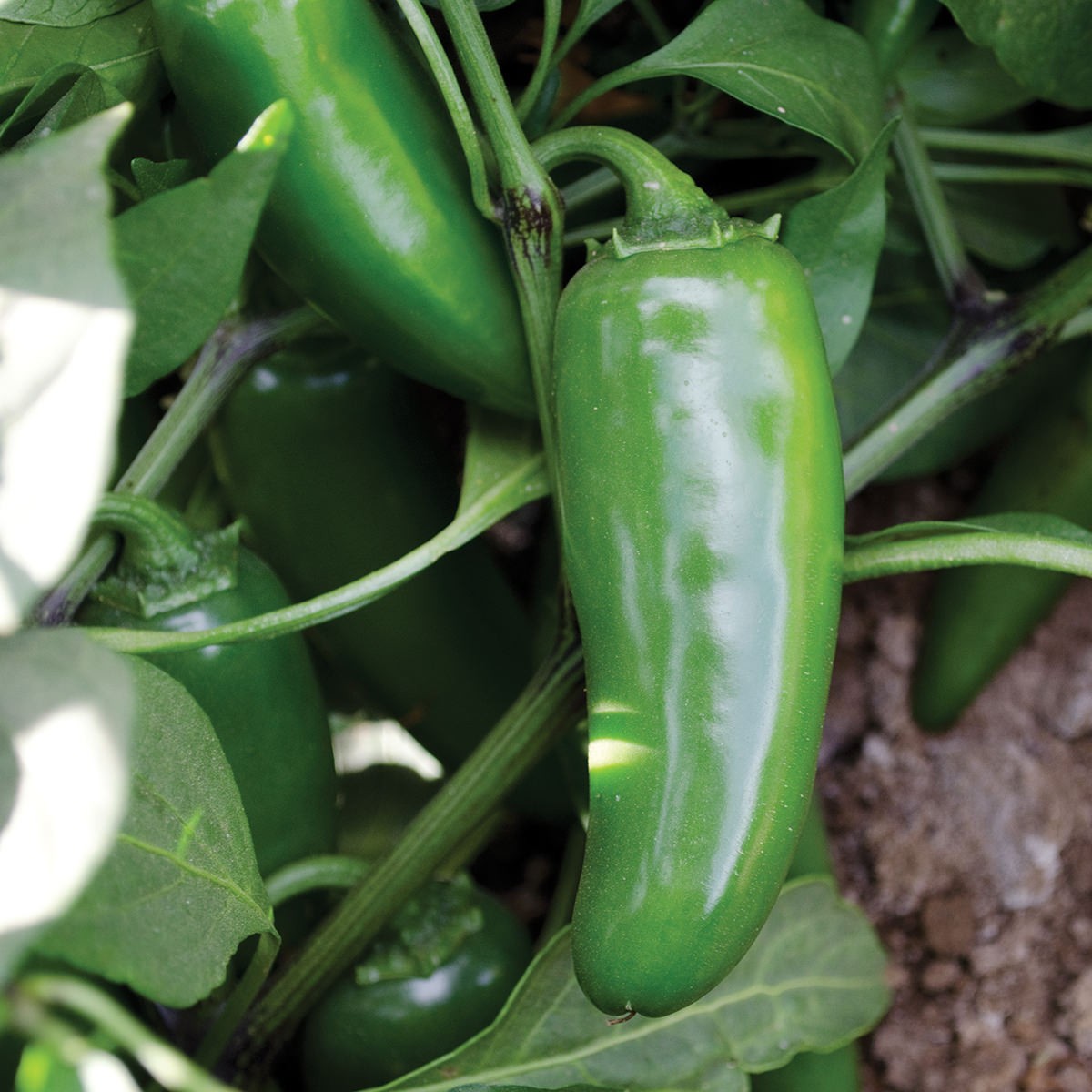 Tormenta Hybrid Jalapeno Pepper: 10 Seeds New, Rare! Selling Fast!