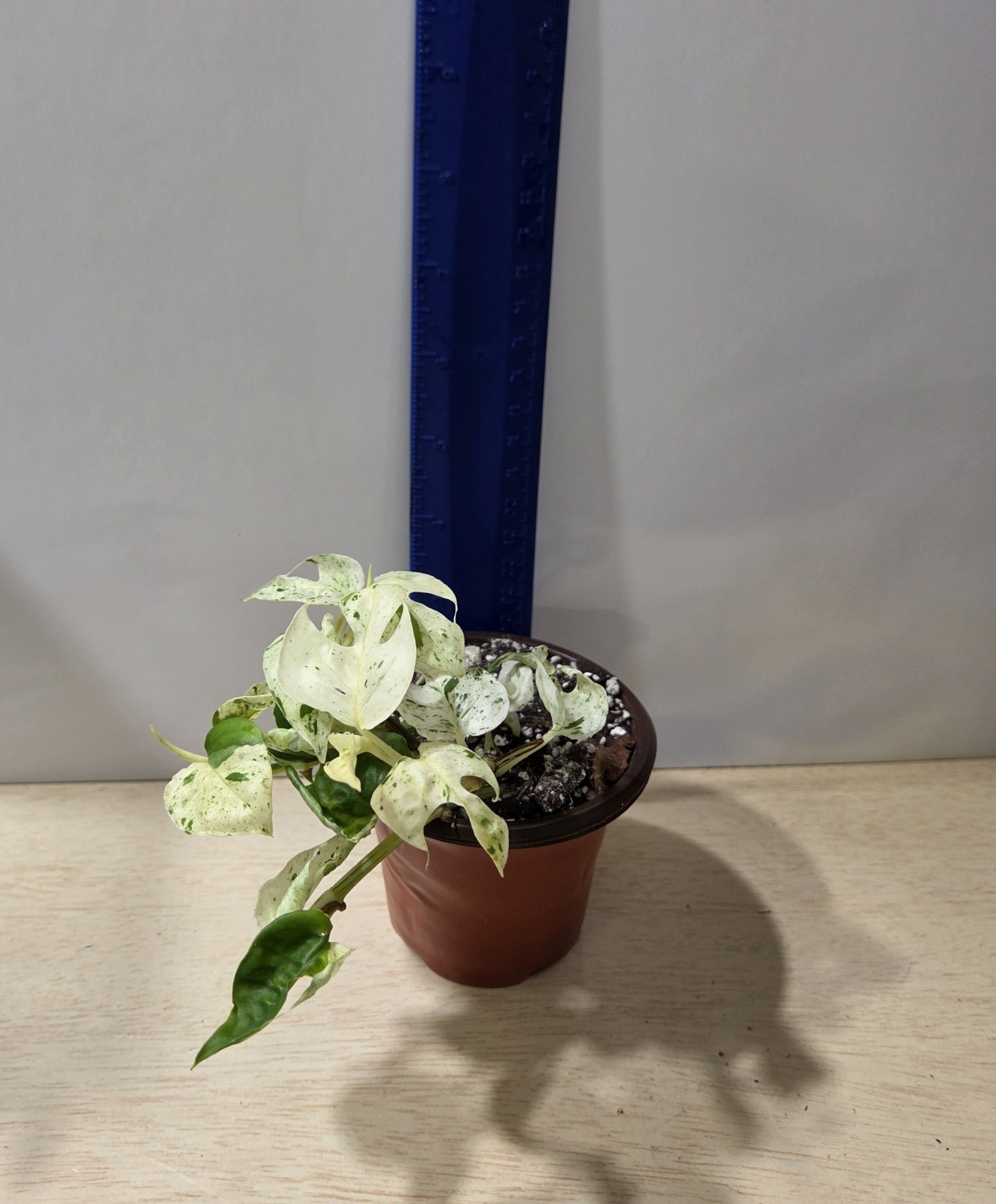 Epipremnum Pinnatum Marble – 3″ Pot, Exact Plant