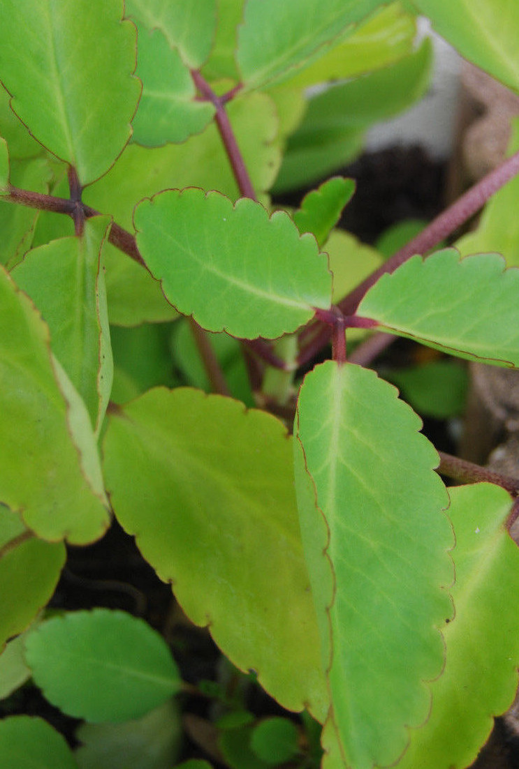 Kalanchoe Pinnata Plant Miracle Leaf Wonder of World Hawaiian Love Katakataka