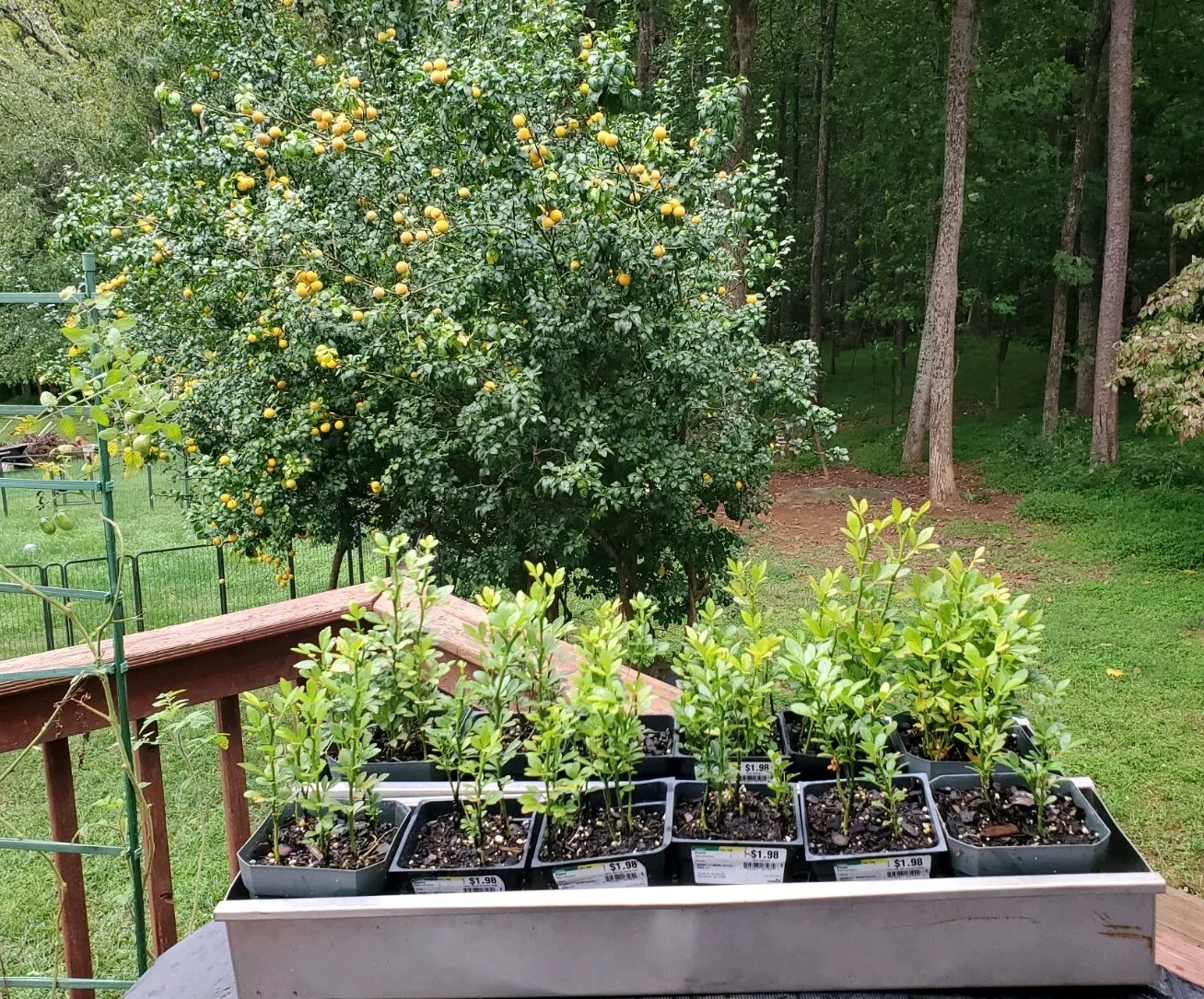 Poncirus Trifoliata Citrus Trifoliate Oranges (50 Ct) Year 1 Seedlings 4-6″ 🍊