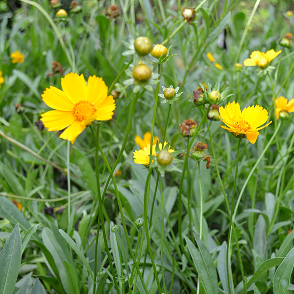 Lance Leaf Coreopsis Seeds | Non-GMO | Free Shipping | Seed Store | 1272