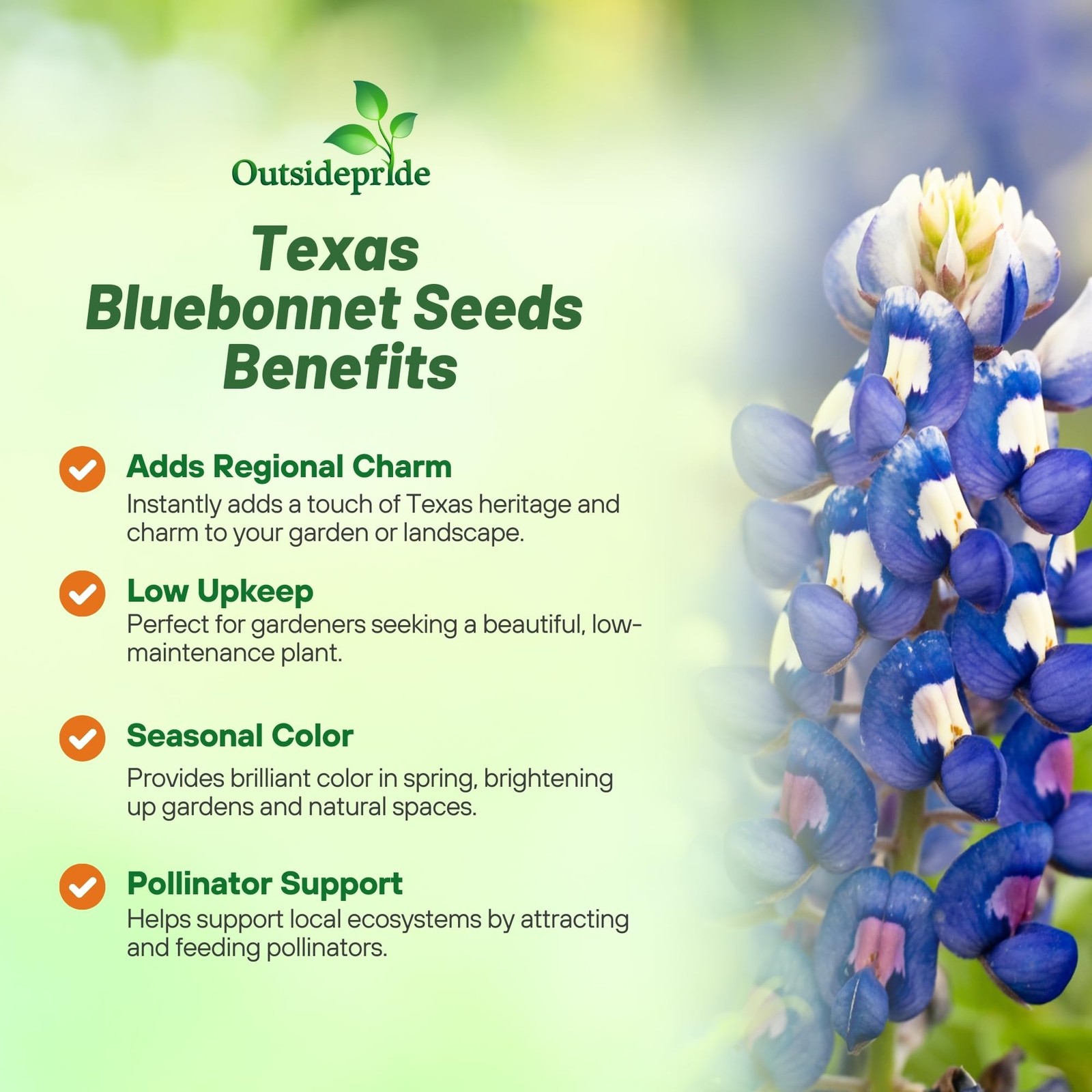Outsidepride Texas Bluebonnet Seeds – 500 Pcs Annual Lupinus 0.04 lb., Blue