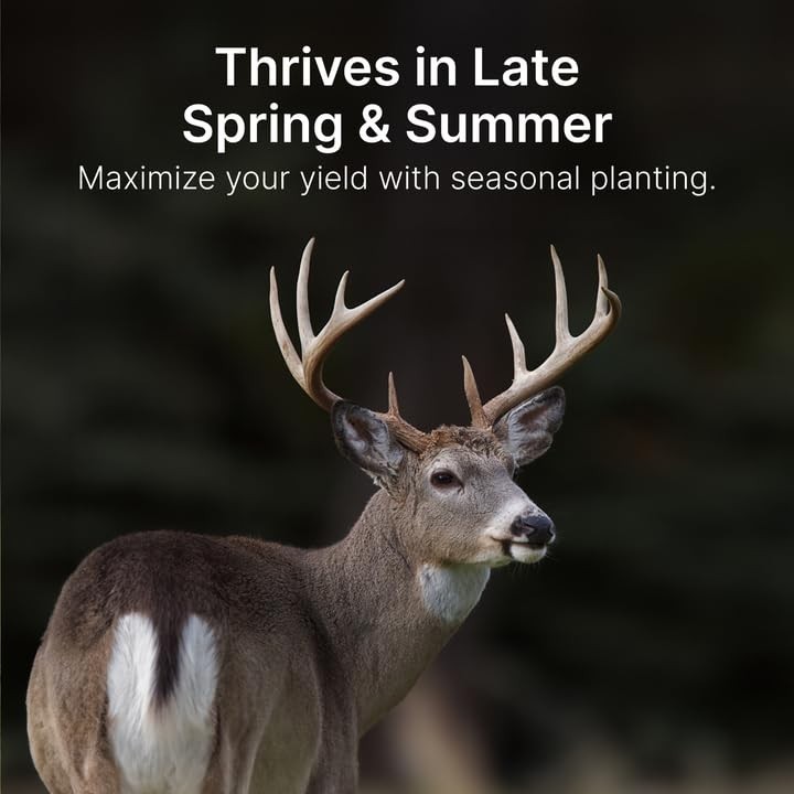 Grain Sorghum Food Plot Seeds for Deer – Annual Mix – 5 lbs – Summer & Spring Pl