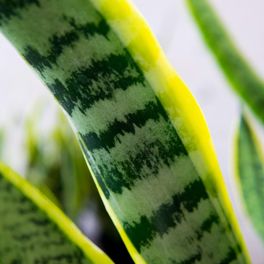 16in Snake Plant (Sansevieria Trifasciata Laurentii)